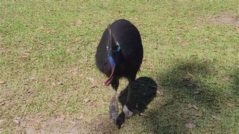 Warning as 'bold' cassowaries pester north Queensland campers .